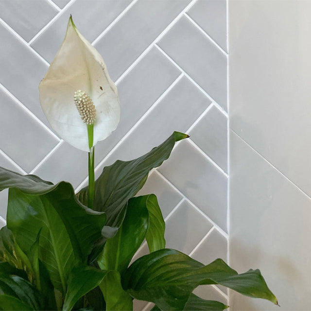 Light Grey Bella Subway Tile Gloss 65 x 265 x 6mm Ceramic | The Blue Space